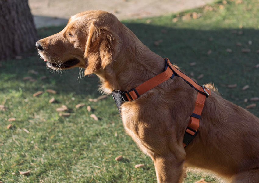 Centro cinofilo di formazione Brescia: I Cani del Mulino