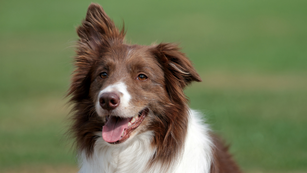 Border Collie: Un Connubio di Intelligenza e Energia