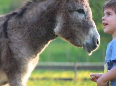 LAVORARE CON GLI ANIMALI: ECCO QUALI SONO I PERCORSI