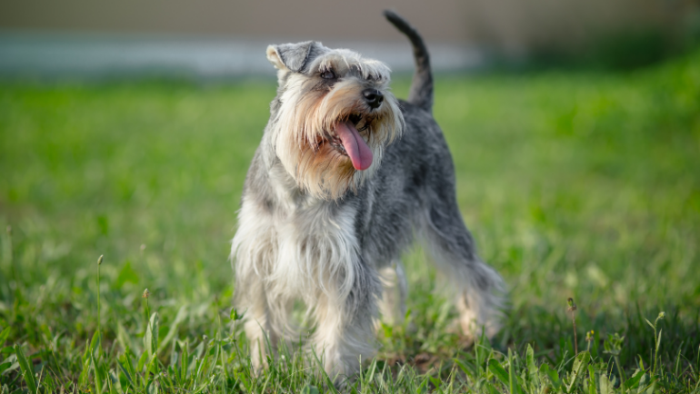 LO SCHNAUZER